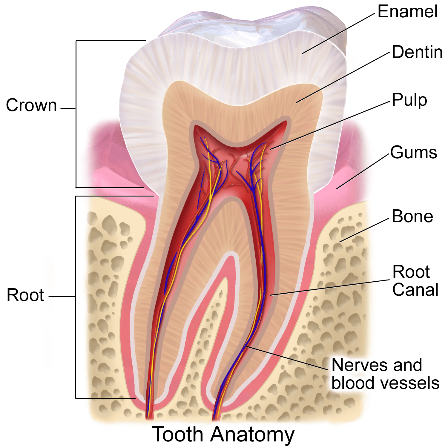 Medical illustration of tooth anatomy